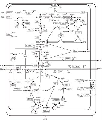 Computer-Aided Rational Design of Efficient NADPH Production System by Escherichia coli pgi Mutant Using a Mixture of Glucose and Xylose